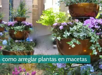 Cómo arreglar plantas en macetas
