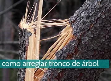 Cómo arreglar un tronco de árbol